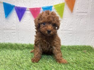 ⑤トイプードル￥339,900(税込)7/28まで→￥306,900(税込)