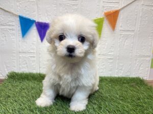Mix(父マルチーズ×母ビションフリーゼ）￥185,900(税込)7/28まで→￥152,900(税込)