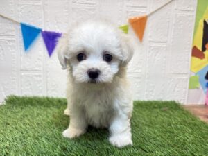 Mix(父マルチーズ×母ビションフリーゼ）￥185,900(税込)7/28まで→￥152,900(税込)