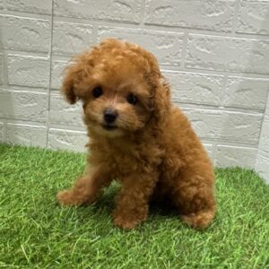 トイプードル￥295,900(税込)→8/17(日)まで￥262,900(税込)