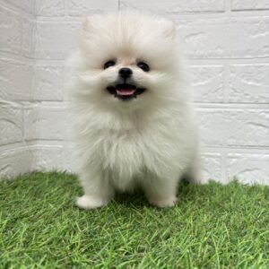 トイプードルalt=