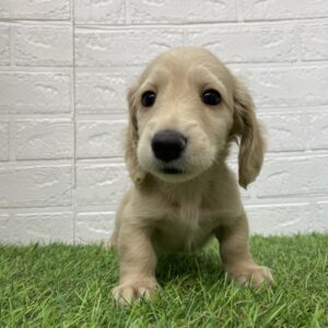 ミニチュアダックスフンド　￥284,900(税込)→7/23(水)まで￥251,900(税込)