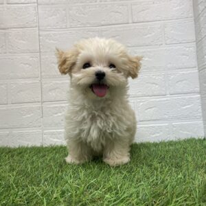 ⑨Mix(父マルチーズ×母トイプードル)￥185,900(税込)