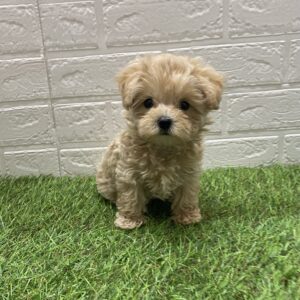 Mix(父トイプードル×母マルチーズ)￥350,900(税込)→8/17(日)まで￥317,900(税込)