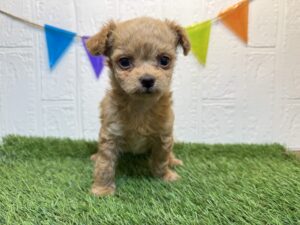 ⑥Mix(トイプードル×チワワ)　7/7まで￥185,900(税込)