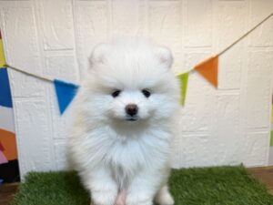 ②ポメラニアン　7/7まで￥262,900(税込)