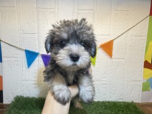 Mix(マルチーズ×ミニチュアシュナウザー)　7/7まで￥196,900(税込)