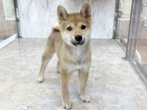⑫柴犬￥207,900(税込)