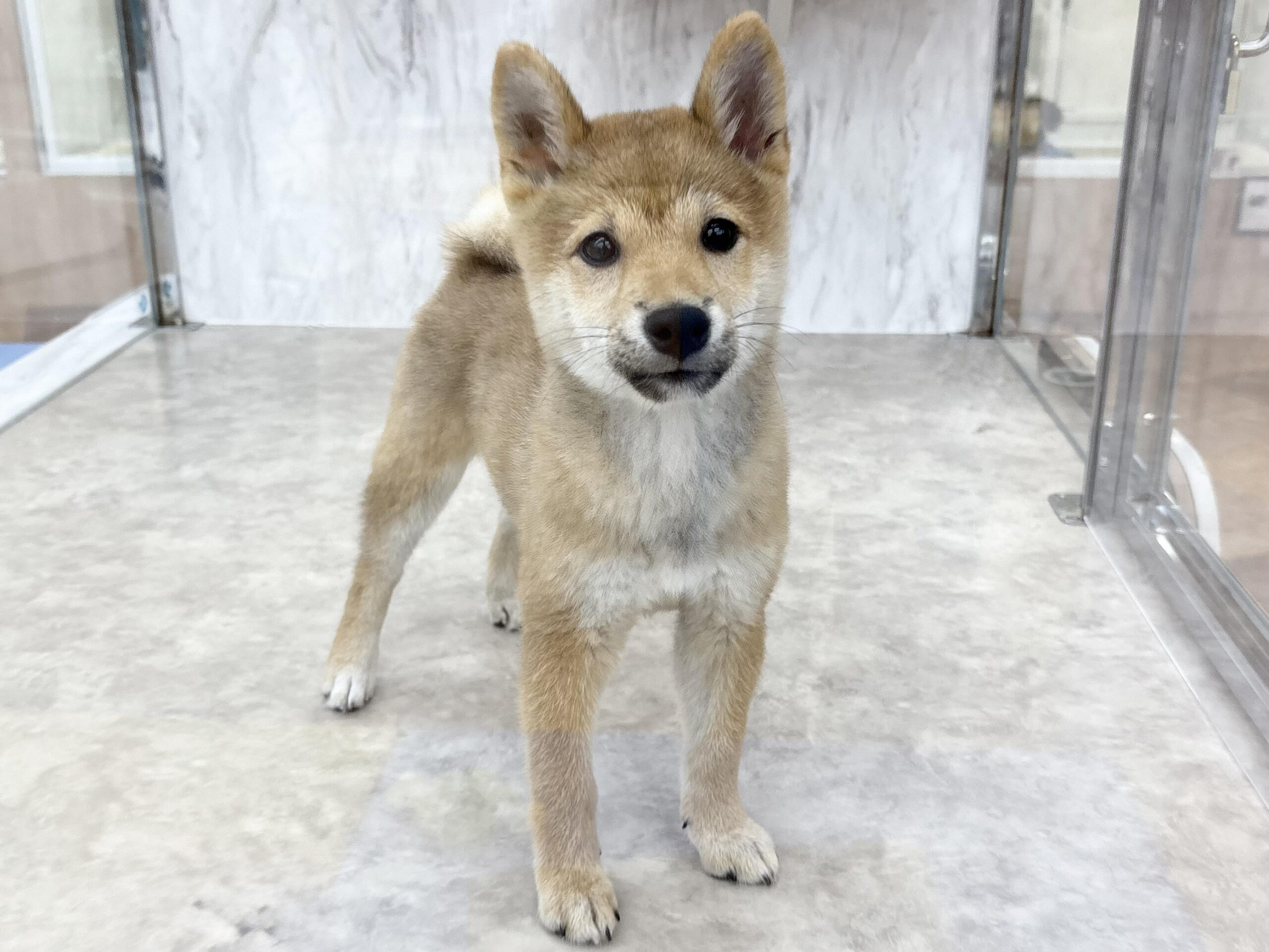 ⑫柴犬