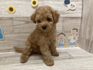 ➀トイプードル　￥250,800(税込)