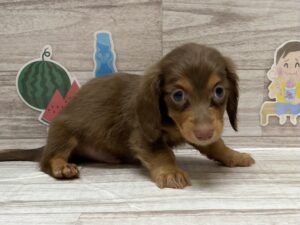 ミニチュアダックスフンド(ロング)　￥217,800(税込)