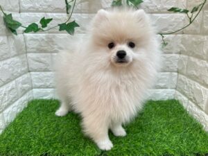 ポメラニアン ￥185,900(税込)→9/23(火)迄￥152,900(税込)