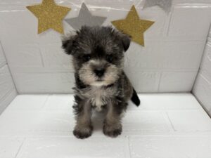 Mix(父マルチーズ×母ミニチュアシュナウザー)￥185,900(税込)