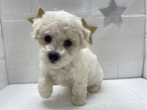 ⑧ビションフリーゼ￥196,900(税込)