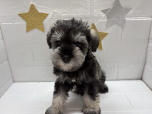 ミニチュアシュナウザー￥218,900(税込)→7/27まで￥185,900(税込)