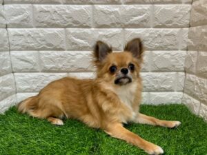 チワワ(ロング)￥108,900(税込)→11/24まで￥86,900(税込)