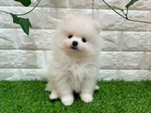 ポメラニアン ￥273,900(税込) → 7/23まで￥240,900(税込)