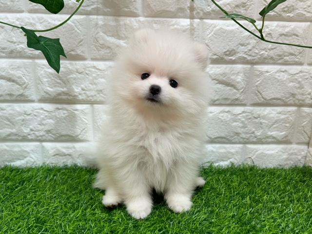 ポメラニアン