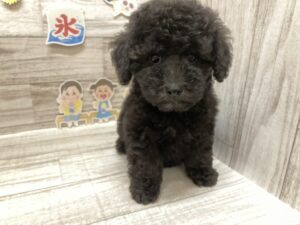 ➁トイプードル　￥217,800(税込)