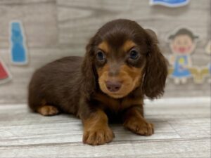 ミニチュアダックスフンド(ロング)　￥206,800(税込)