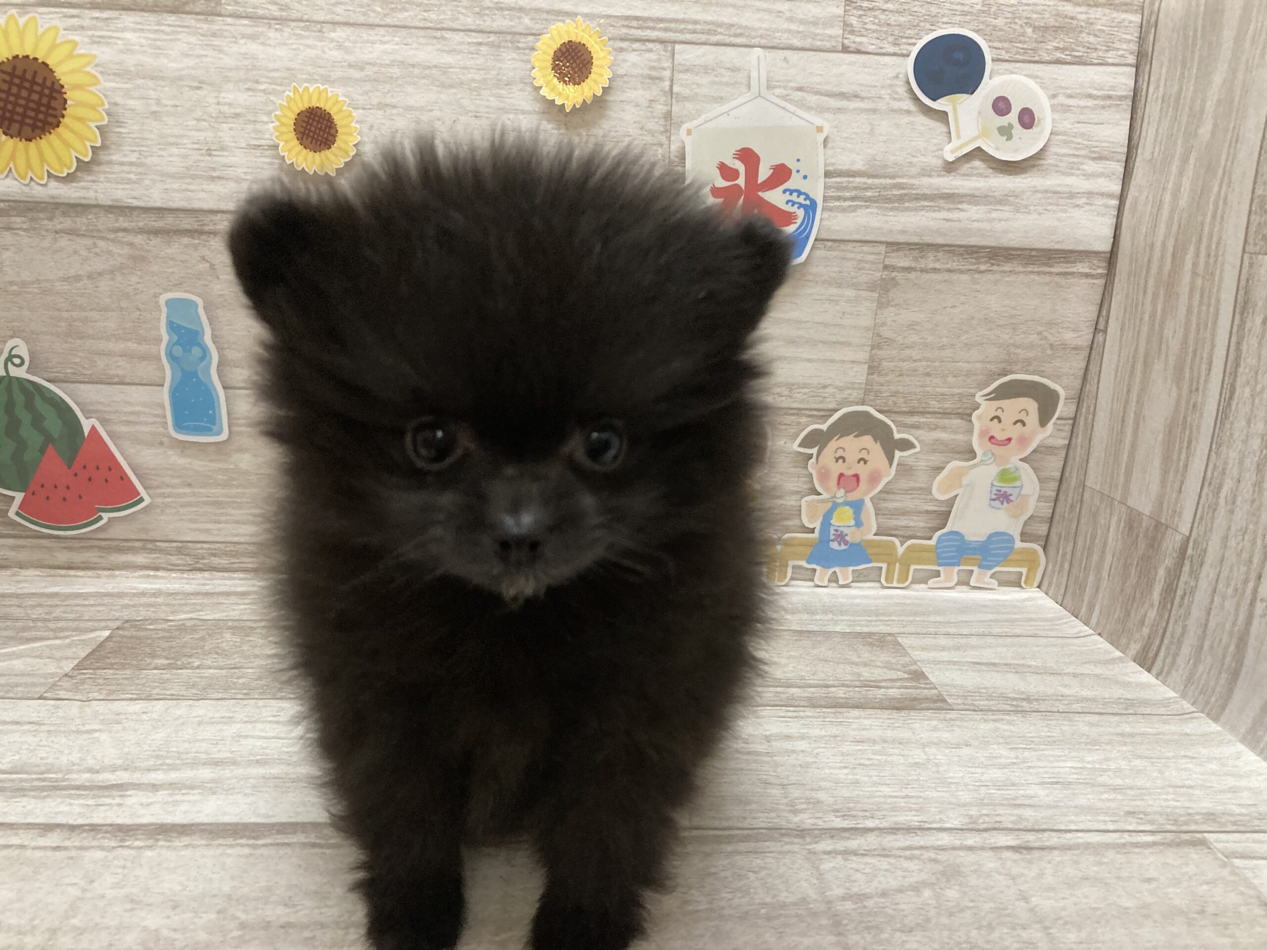 ⑦ポメラニアン