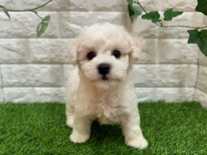 ビションフリーゼ￥229,900(税込)→7/23まで￥196,900(税込)