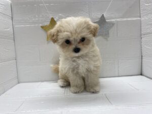⑨Mix(父マルチーズ×母トイプードル)￥218,900(税込)