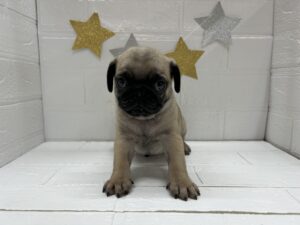 パグ￥328,900(税込)→7/27まで￥295,900(税込)