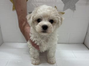MIX(父マルチーズ×母ビションフリーゼ)　￥185,900(税込)→7/27まで￥152,900(税込)