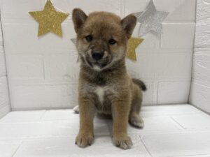 ⑫柴犬￥218,900(税込)→7/27まで￥185,900(税込)