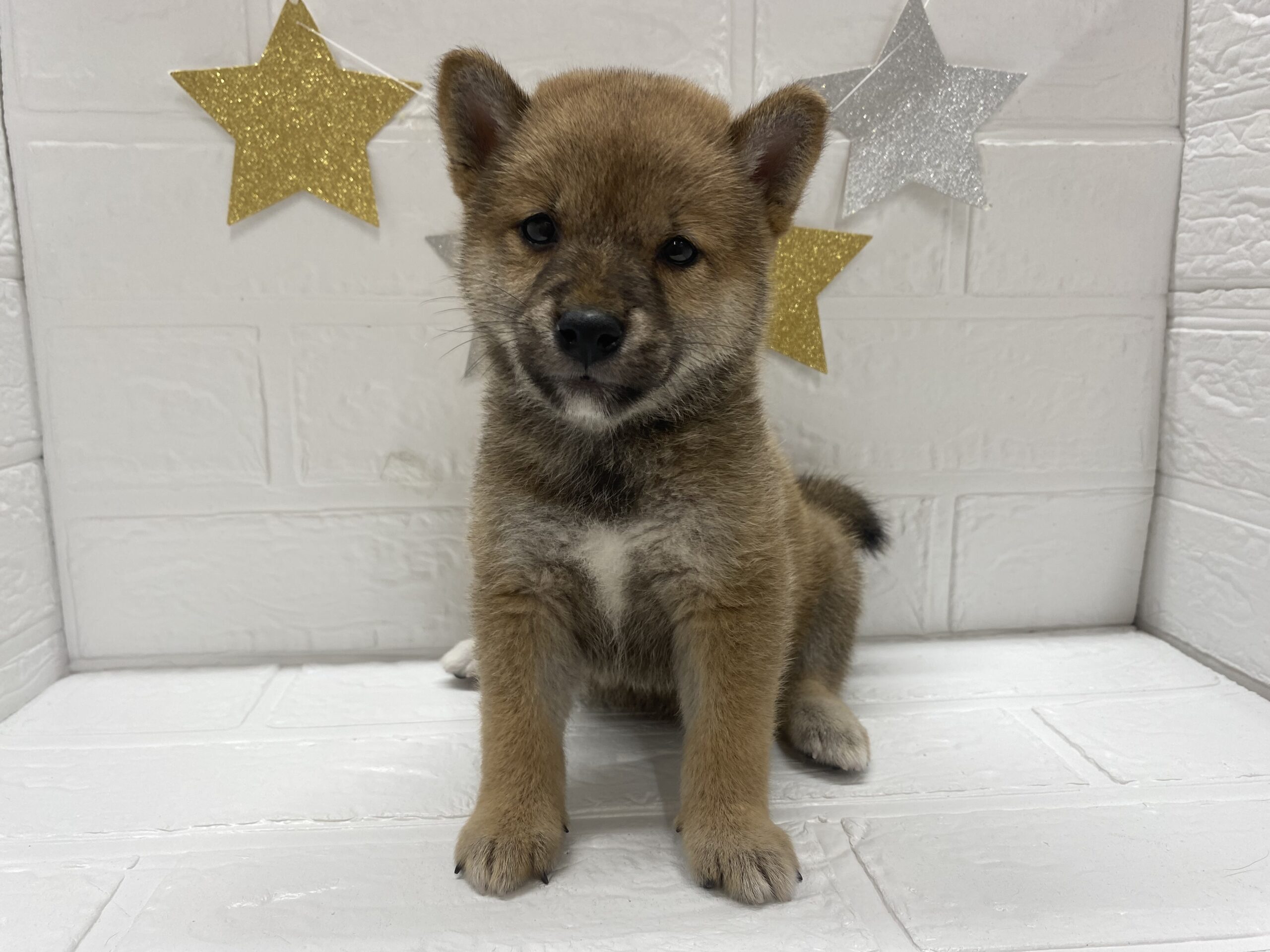 ⑫柴犬