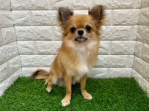 チワワ(ロング) ￥86,900(税込)→12/30まで安心パック代等込み￥165,000(税込)