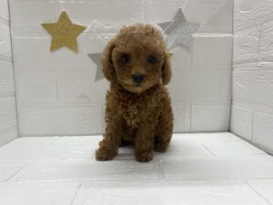⑮トイプードル￥273,900(税込)→7/27まで￥240,900(税込)