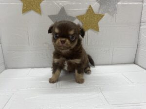 ④チワワ(ロング)￥427,900(税込)→7/27まで￥394,900(税込)