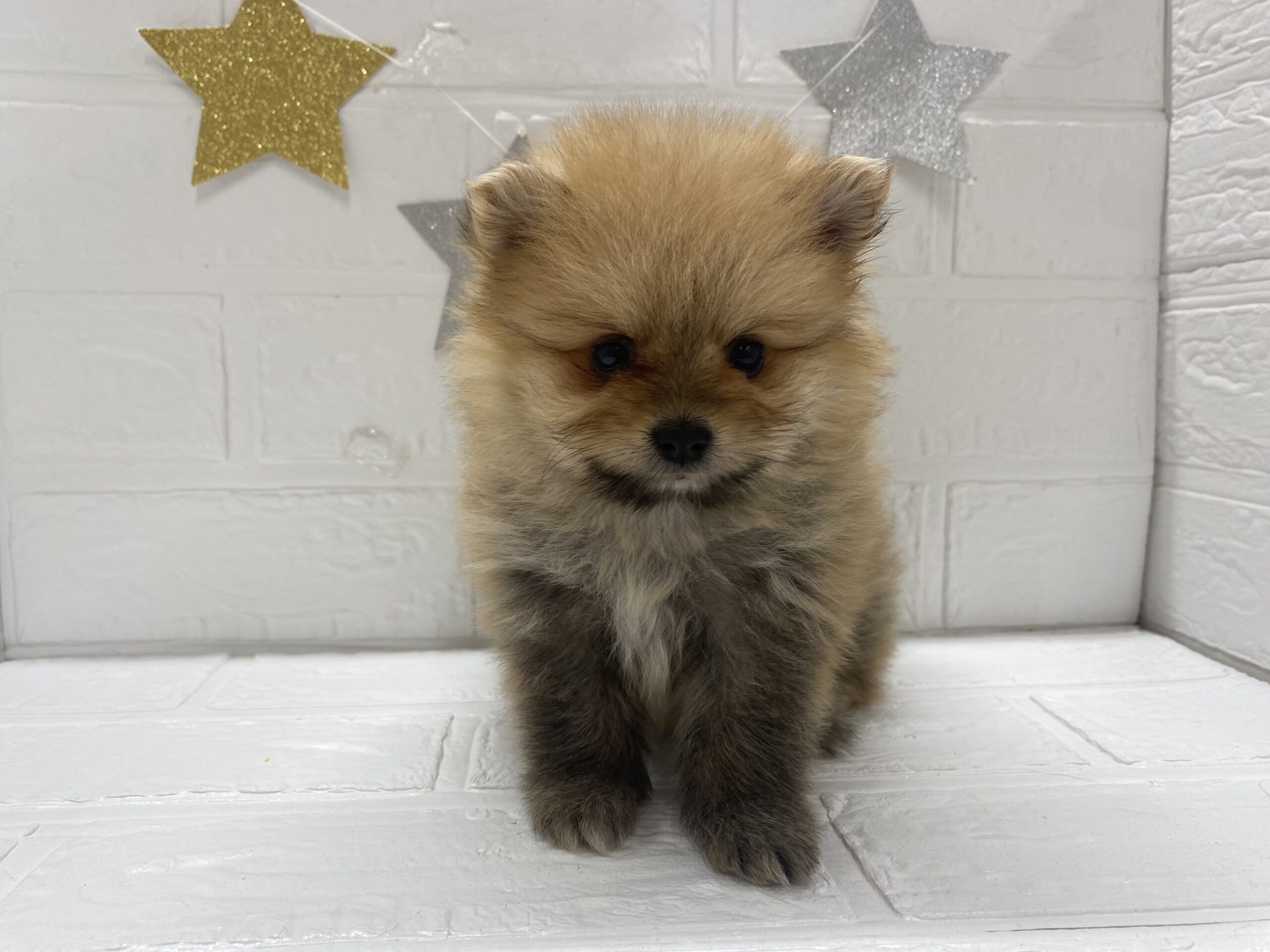 ⑭ポメラニアン
