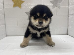 ⑥柴犬￥229,900(税込)
