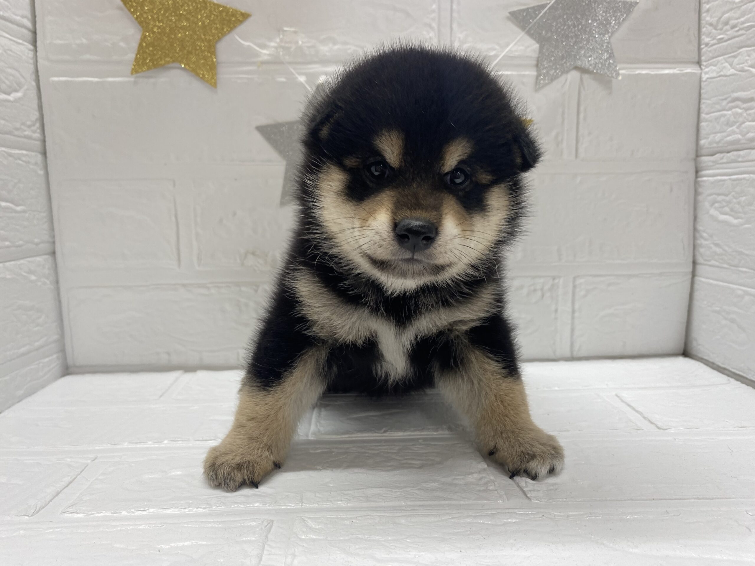 ⑥柴犬