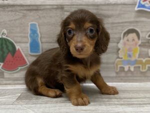 ミニチュアダックスフンド(ロング)￥295,900(税込)