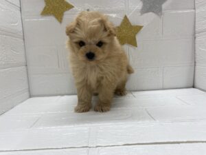 ⑧Mix(父ポメラニアン×母トイプードル)￥240,900(税込)