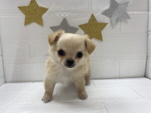 ⑯チワワ(ロング)￥284,900(税込)→7/27まで￥251,900(税込)