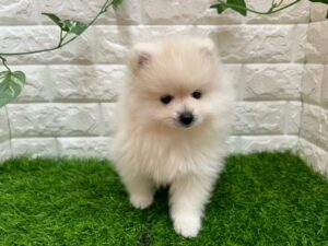 ポメラニアン ￥240,900(税込) →8/17まで ￥207,900(税込)