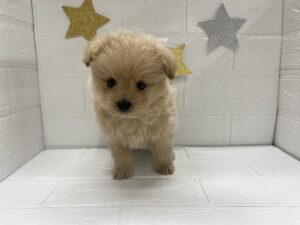①Mix(父ポメラニアン×母トイプードル)￥174,900(税込)