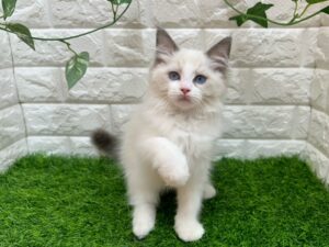 ラグドール ￥295,900(税込) →8/17まで ￥262,900(税込)