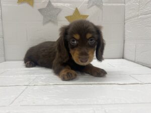 ミニチュアダックスフンド(ロング)￥295,900(税込)
