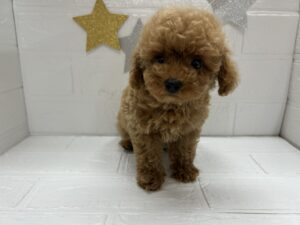 ⑨トイプードル￥328,900(税込)→7/27まで￥295,900(税込)