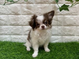 チワワ(ロング)￥273,900(税込)→9/23(火)迄￥240,900(税込)