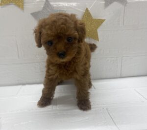 ②トイプードル￥317,900(税込)