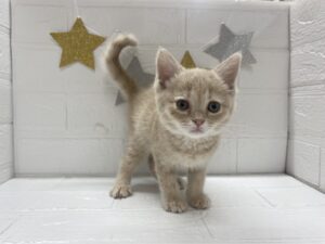 ➉マンチカン(足長)￥240,900(税込)→7/27まで￥207,900(税込)