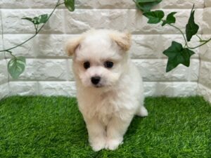 Mix(父トイプードル×母マルチーズ)￥251,900(税込)→7/23まで￥218,900(税込)