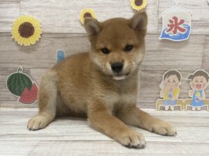 ⑦柴犬　￥239,800(税込)